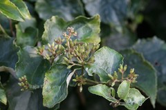 Cissampelopsis corymbosa